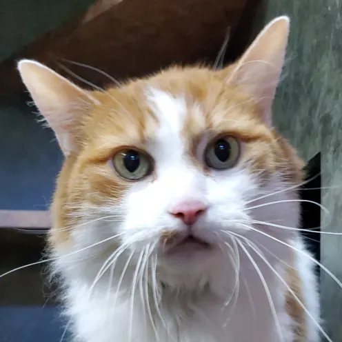 Orange and White cat in a cubby